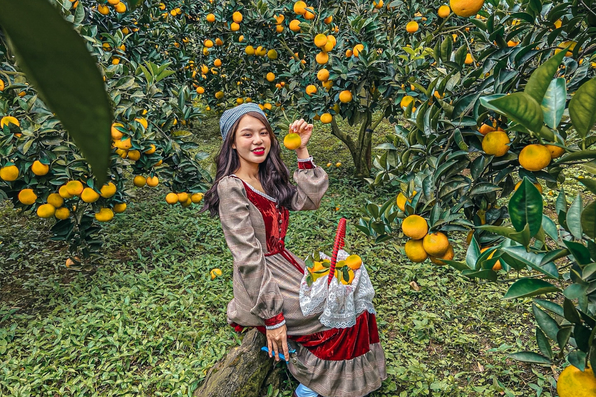 Tourist enjoying orange picking activity in Moc Chau's fruit garden